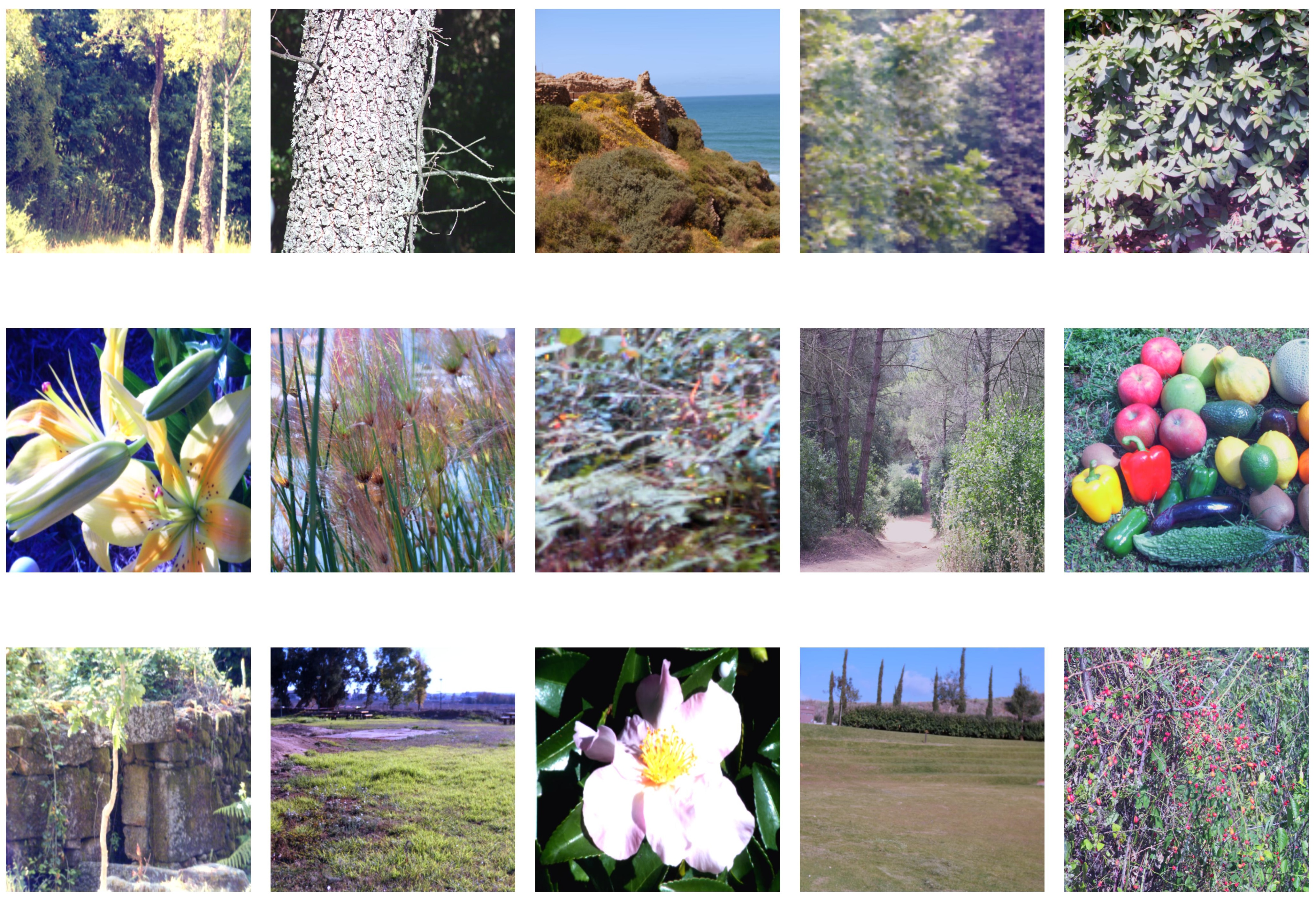 Subset of natural images in dataset